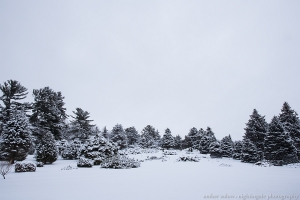 Wintering Pines