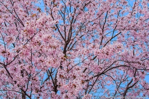 Spring Blossoms in Pink against Blue