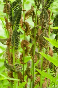 Ferns in Greens and Bronze 1